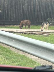 Found/Stray Male Dog last seen The Chimney Hill bayou, Chimney Hill, TX 77041
