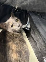 Shelter Stray Female Cat last seen BURLINGTON AC, 221 Stone Quarry Rd, Burlington, NC 27217, USA