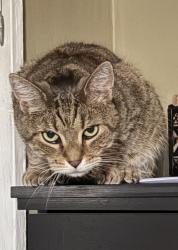 Lost Female Cat last seen 19th Avenue near Utopia Parkway, Queens, NY 11357