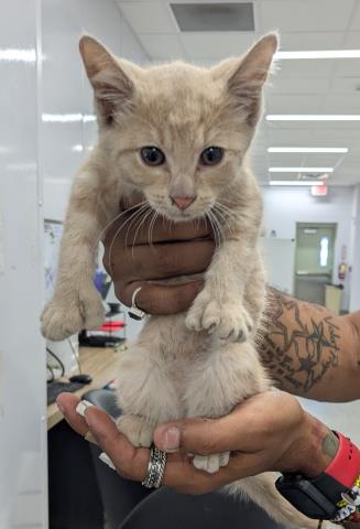 Shelter Stray Female Cat last seen Near BLOCK ATWATER ST, DETROIT, MI, 48226, 7401 Chrysler Dr, Detroit, MI 48211, USA