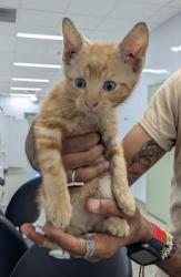 Shelter Stray Male Cat last seen Near BLOCK ATWATER ST, DETROIT, MI, 48226, 7401 Chrysler Dr, Detroit, MI 48211, USA