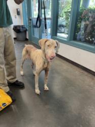 Shelter Stray Female Dog last seen , West Valley Animal Shelter, 20655 Plummer St, Chatsworth, CA 91311, USA