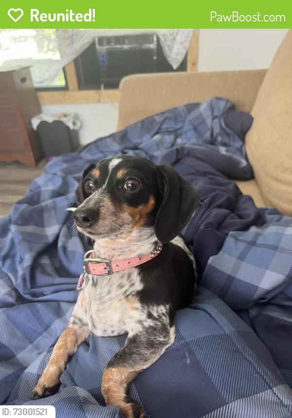 Reunited Female Dog last seen Buffalo Grove Rd Loves Park IL 61111, Loves Park, IL 61111