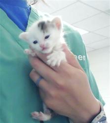 Shelter Stray Female Cat last seen Near BLOCK EARP CT, HOPE MILLS NC 28348, 4704 Corporation Dr, Fayetteville, NC 28306, USA