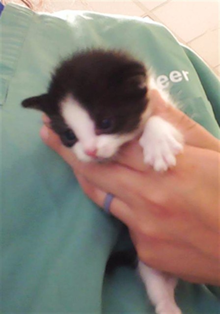 Shelter Stray Male Cat last seen Near BLOCK EARP CT, HOPE MILLS NC 28348, 4704 Corporation Dr, Fayetteville, NC 28306, USA