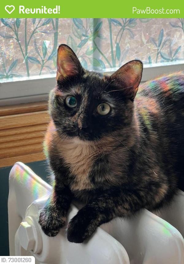 Reunited Female Cat last seen 77th Ave and 92nd Place, Hickory Hills, IL 60457