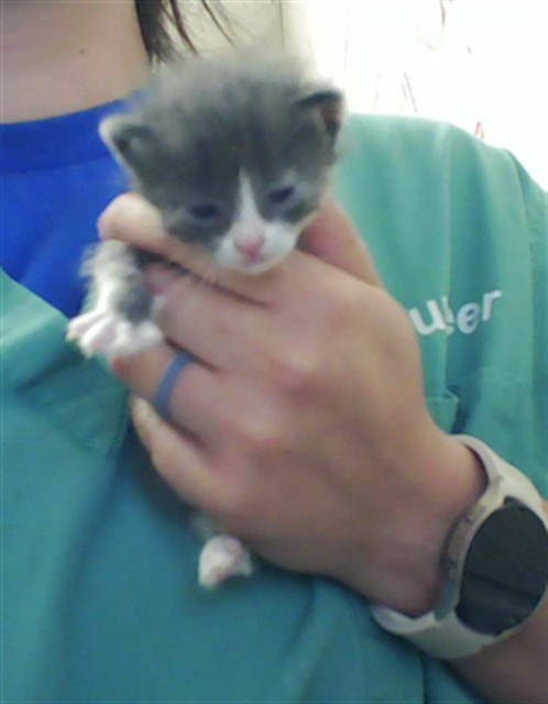 Shelter Stray Female Cat last seen Near BLOCK EARP CT, HOPE MILLS NC 28348, 4704 Corporation Dr, Fayetteville, NC 28306, USA