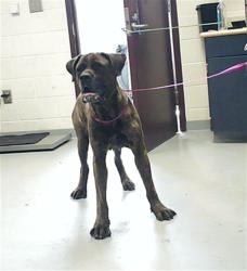 Shelter Stray Male Dog last seen Near BLOCK JASON RD, PARKTON NC 28371, 4704 Corporation Dr, Fayetteville, NC 28306, USA