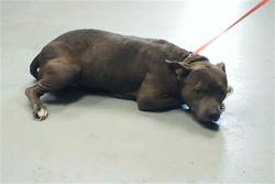 Shelter Stray Female Dog last seen Near BLOCK JASON RD, PARKTON NC 28371, 4704 Corporation Dr, Fayetteville, NC 28306, USA