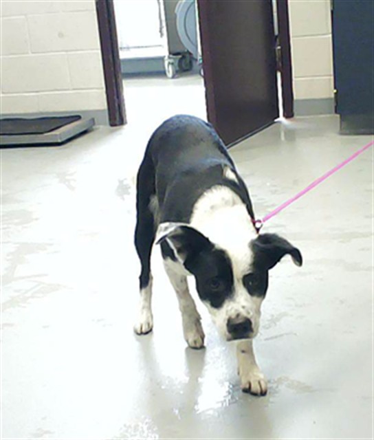 Shelter Stray Male Dog last seen Near BLOCK RAMSEY ST, FAYETTEVILLE NC 28311, 4704 Corporation Dr, Fayetteville, NC 28306, USA