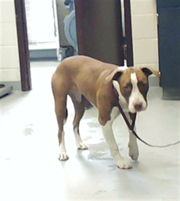 Shelter Stray Female Dog last seen Near BLOCK RAMSEY ST, FAYETTEVILLE NC 28311, 4704 Corporation Dr, Fayetteville, NC 28306, USA