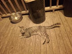Found/Stray Male Cat last seen W Gate City Blvd and Maywood st, Greensboro, NC 27403