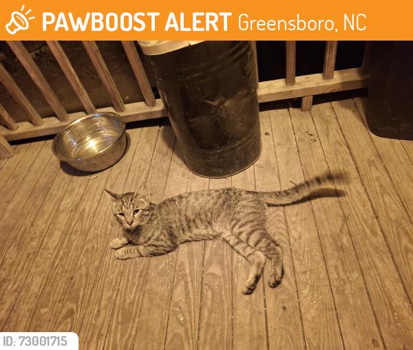 Found/Stray Male Cat last seen W Gate City Blvd and Maywood st, Greensboro, NC 27403