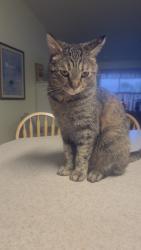Lost Female Cat last seen Belardo & Mesquite , Palm Springs, CA 92264
