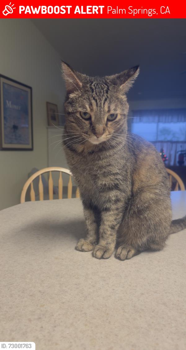 Lost Female Cat last seen Belardo & Mesquite , Palm Springs, CA 92264