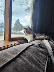 Reunited Male Cat last seen Near W. Spencer Street , Appleton, WI 54914