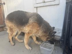 Reunited Unknown Dog last seen In between Mt San Jacinto College campus and Country Lakes Community , San Jacinto, CA 92583