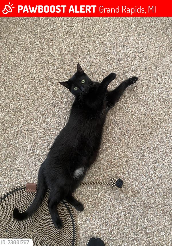 Lost Male Cat last seen On layfayette Ave. by grcc campus, Grand Rapids, MI 49503