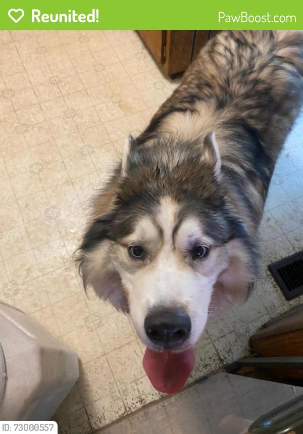Reunited Unknown Dog last seen Beaumont and Keith Ave, Knoxville, TN 37921