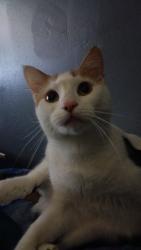 Lost Female Cat last seen Near ingly st Providence , Providence, RI 02909