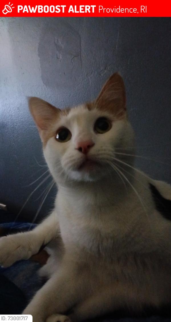 Lost Female Cat last seen Near ingly st Providence , Providence, RI 02909