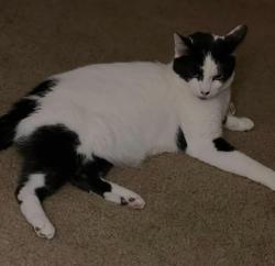 Lost Male Cat last seen Cambridge Drive Kokomo Indiana, Kokomo, IN 46902