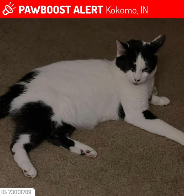 Lost Male Cat last seen Cambridge Drive Kokomo Indiana, Kokomo, IN 46902