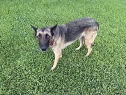 Found/Stray Male Dog last seen Hwy6 & university, Missouri City, TX 77459