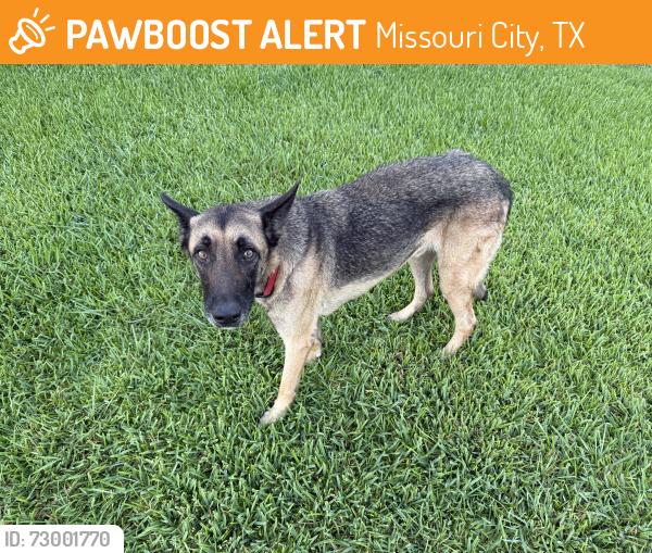 Found/Stray Male Dog last seen Hwy6 & university, Missouri City, TX 77459
