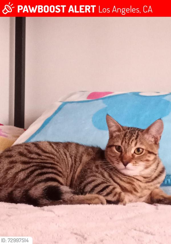 Lost Male Cat last seen Near north figueroa st  los angeles ca , Los Angeles, CA 90065