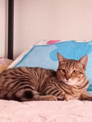 Lost Male Cat last seen Near north figueroa st  los angeles ca , Los Angeles, CA 90065
