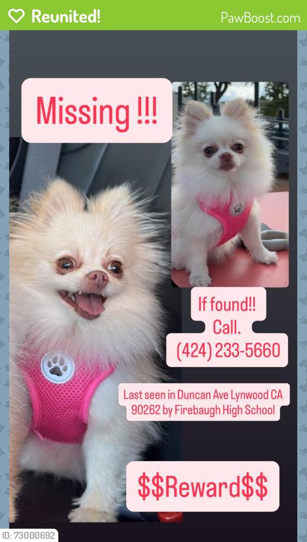 Reunited Female Dog last seen Martin Luther King jr blvd and Duncan Ave Lynwood 90262, Lynwood, CA 90262