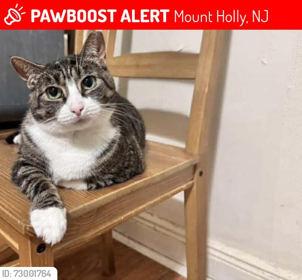Lost Female Cat last seen Farmdale Rd, Mount Holly, NJ 08060