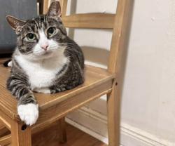 Lost Female Cat last seen Farmdale Rd, Mount Holly, NJ 08060
