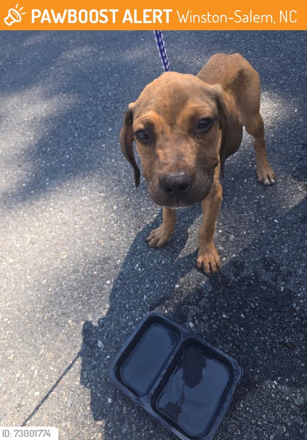 Found/Stray Unknown Dog last seen 25th St and Thurmond, Winston-Salem, NC 27105