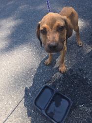 Found/Stray Unknown Dog last seen 25th St and Thurmond, Winston-Salem, NC 27105