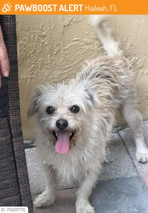 Found/Stray Male Dog last seen front door step, Hialeah, FL 33018