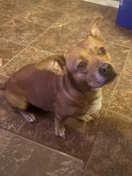 Lost Male Dog last seen Firestone Center, Downey, CA 90241