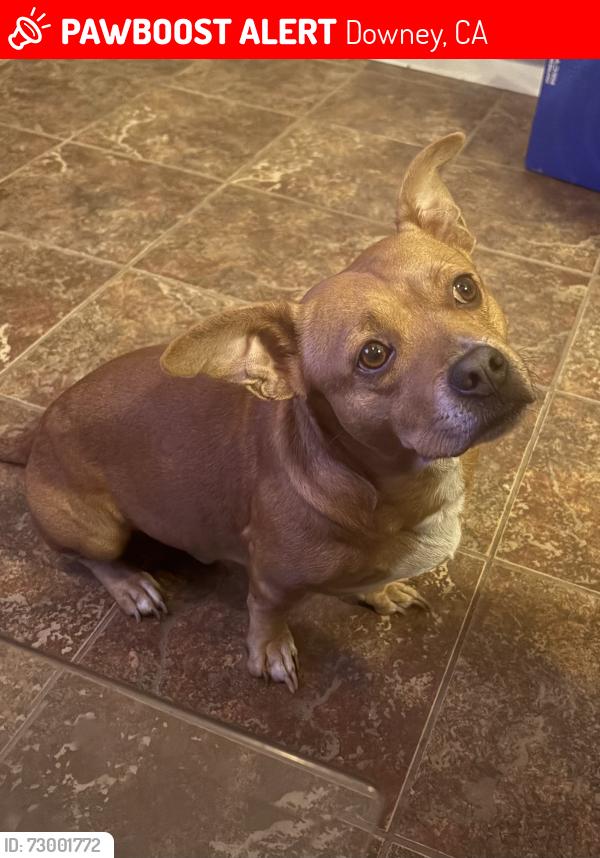 Lost Male Dog last seen Firestone Center, Downey, CA 90241