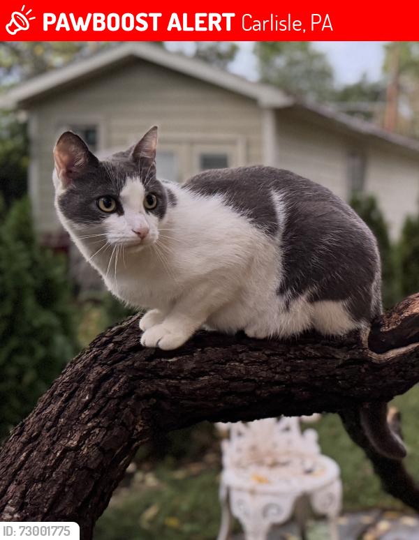 Lost Male Cat last seen He goes down Arch St, S Pitt, W Pomfret, Chapel Ave & W South, Carlisle, PA 17013