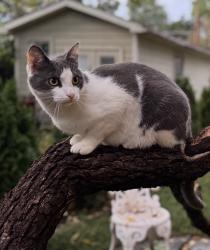 Lost Male Cat last seen He goes down Arch St, S Pitt, W Pomfret, Chapel Ave & W South, Carlisle, PA 17013