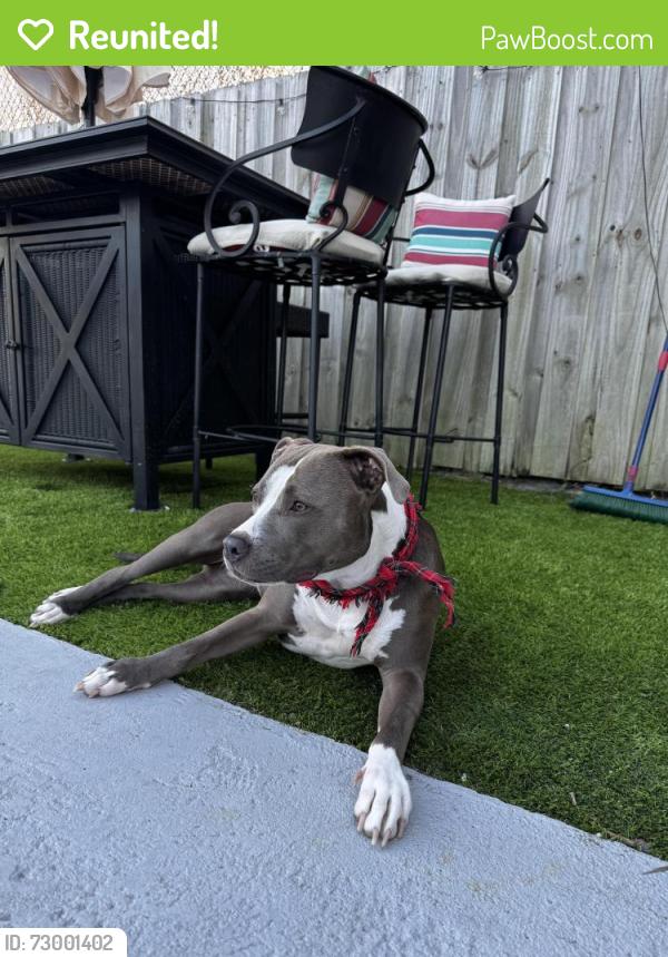 Reunited Female Dog last seen 64th and Pierce St, Hollywood, FL 33024