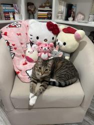 Lost Female Cat last seen Alice and Troy near I-65, Indianapolis, IN 46237