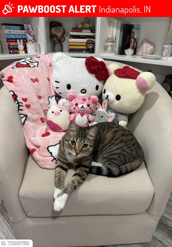 Lost Female Cat last seen Alice and Troy near I-65, Indianapolis, IN 46237