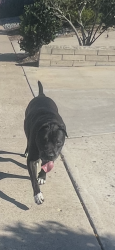 Reunited Male Dog last seen Bee Haven Road and Mayflower, San Diego, CA 92117