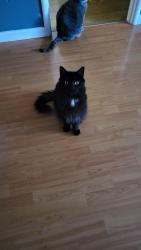 Lost Male Cat last seen Altamont Road and Darius, San Leandro, CA 94578