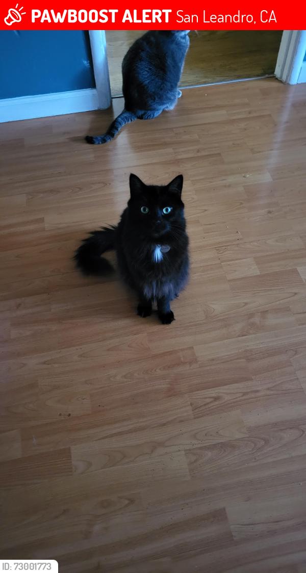 Lost Male Cat last seen Altamont Road and Darius, San Leandro, CA 94578
