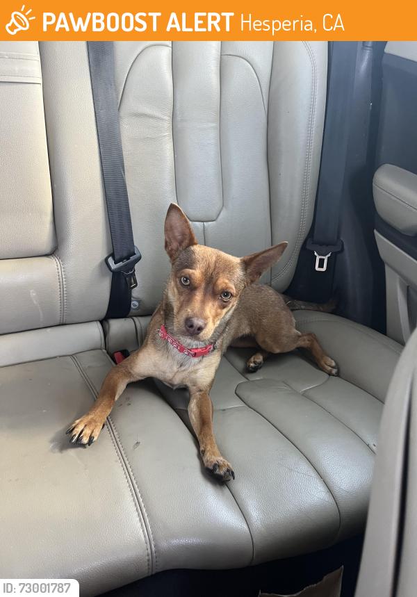 Found/Stray Female Dog last seen Tractor supply and target on Main Street, Hesperia, CA 92344