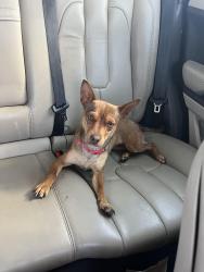 Found/Stray Female Dog last seen Tractor supply and target on Main Street, Hesperia, CA 92344