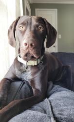Reunited Male Dog last seen Lauren J, Yours Truly, 615, Mentor, OH 44060